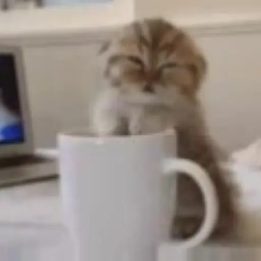 Gatos Gifs 8