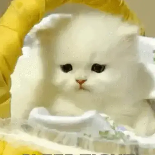 Gatos tiernos❤️ 20