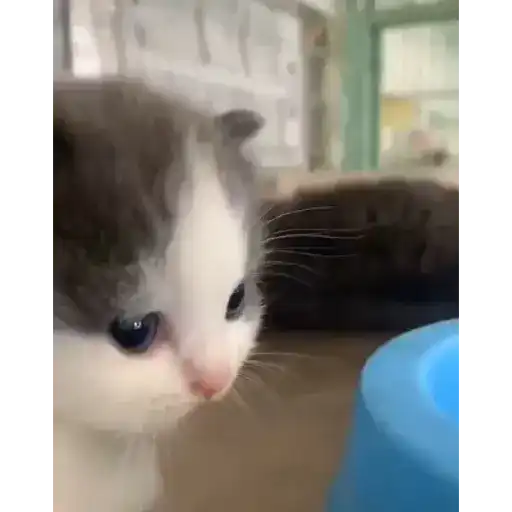 Gatos Gifs 5
