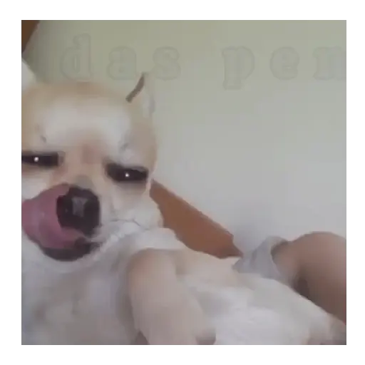 Perro loco pal chat 🐶🤪 5