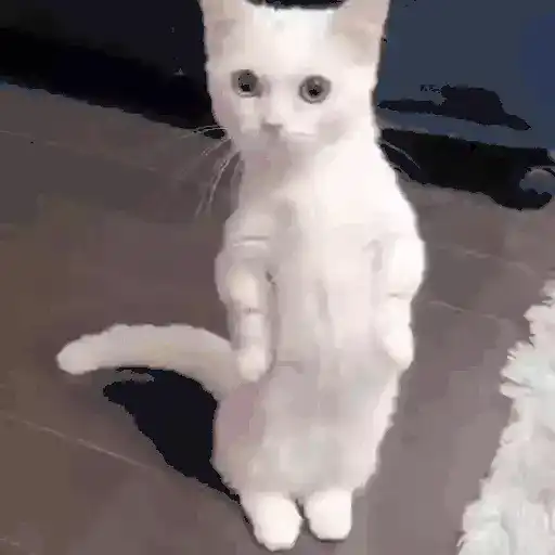 GATOS RANDOM - PARTE 21 24
