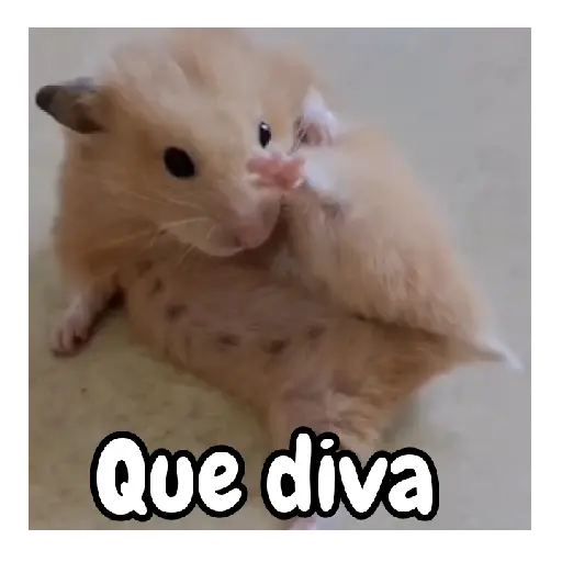 Ratita hámster Tik Tok 🐹🐭 14