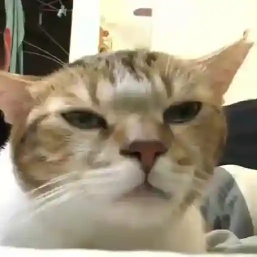 Gatos Gifs 6