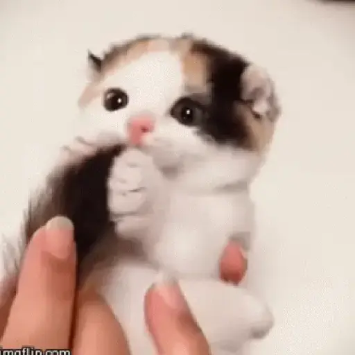 Gatos tiernos❤️ 13