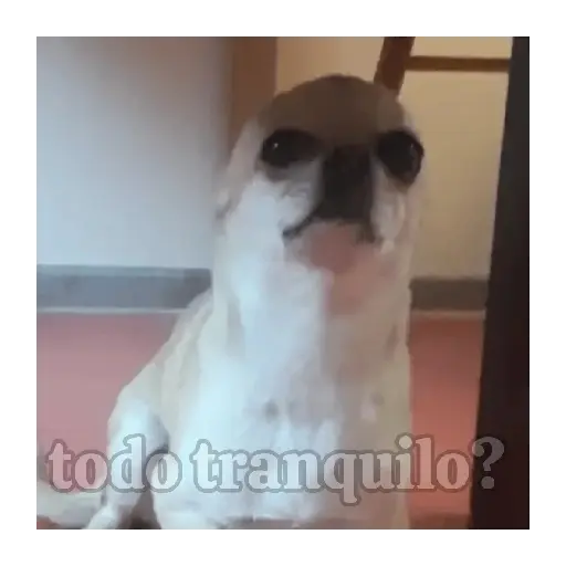 Perro loco pal chat 🐶🤪 4
