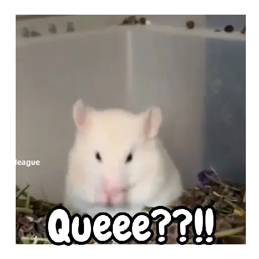 Ratita hámster Tik Tok 🐹🐭 12