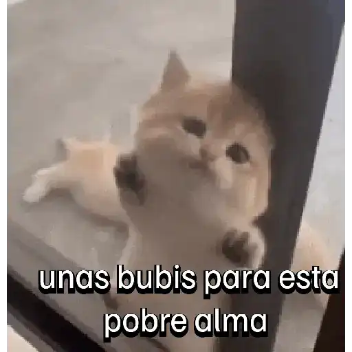 Gatos horny  4