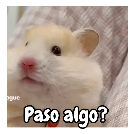 Ratita hámster Tik Tok 🐹🐭 9