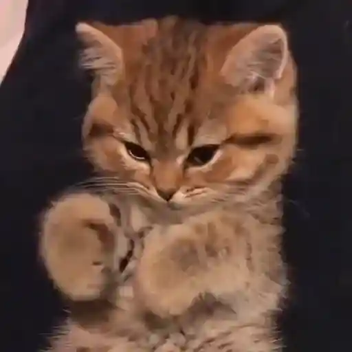 Gatos Gifs 10