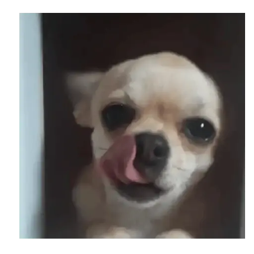 Perro loco pal chat 🐶🤪 2
