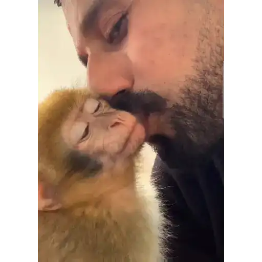 Macaco gif 2