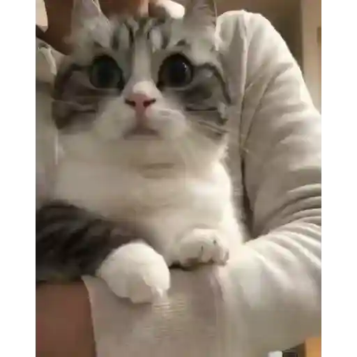 Gatos Gifs 4