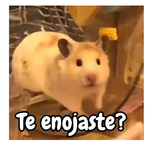 Ratita hámster Tik Tok 🐹🐭 7