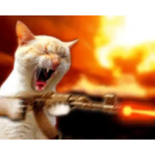 Gatos Gifs 13