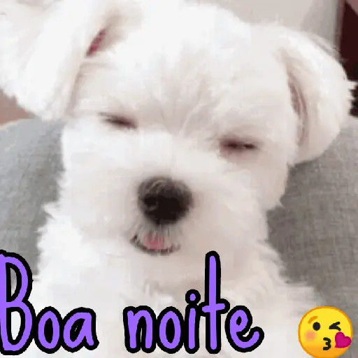 Boa noite 15