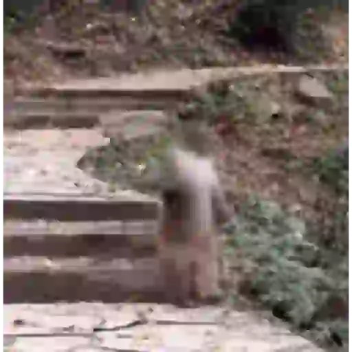 Macaco gif 6