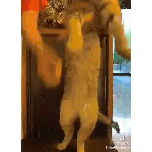 GATOS RANDOM - PARTE 21 28
