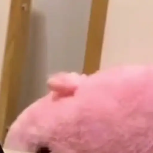 Gatos Gifs 11