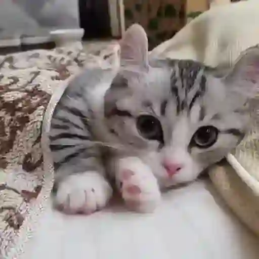 Gatos Gifs 18