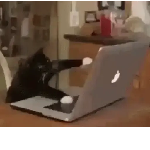 Gatos tiernos❤️ 6