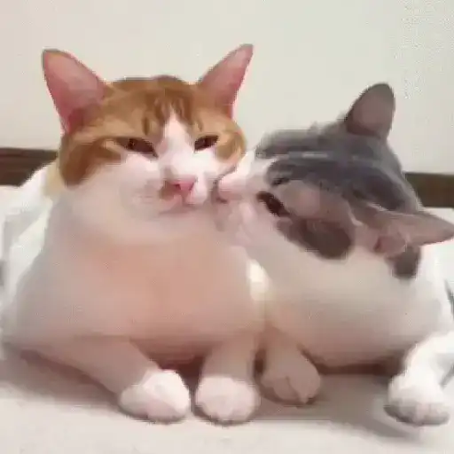 Gatos tiernos❤️ 8