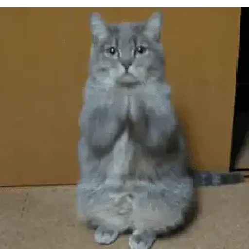Gatos tiernos❤️ 15