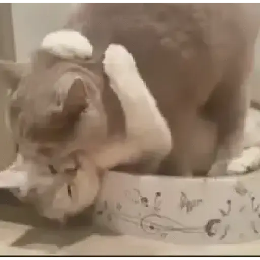 Gatos tiernos❤️ 17