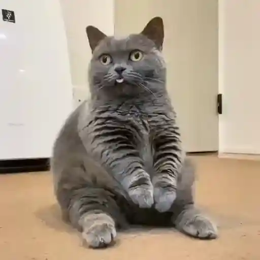 Gatos Gifs 15