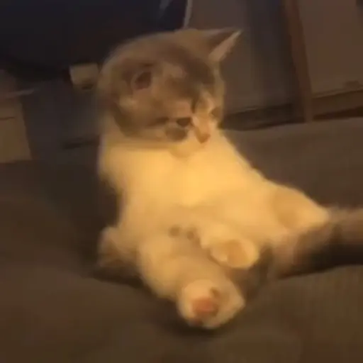 Gatos Gifs 12