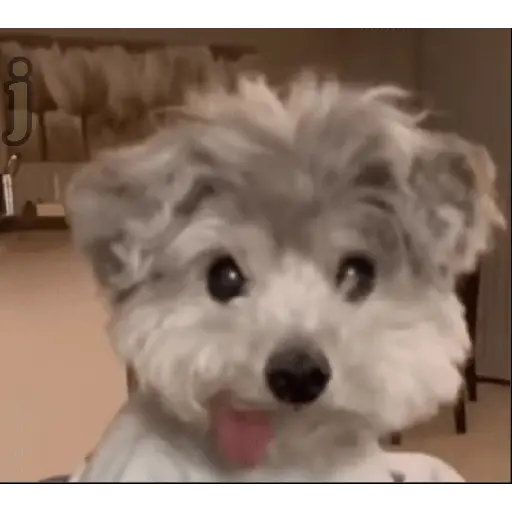 Perro loco pal chat 🐶🤪 1