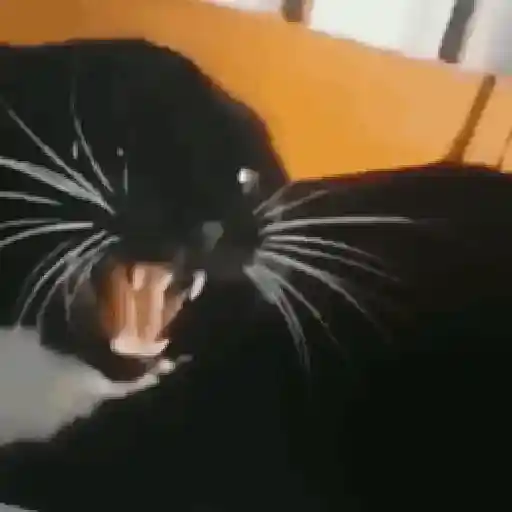 🐈‍⬛🐈😡 GATOS ENOJADOS 😡🐈🐈‍⬛ 2
