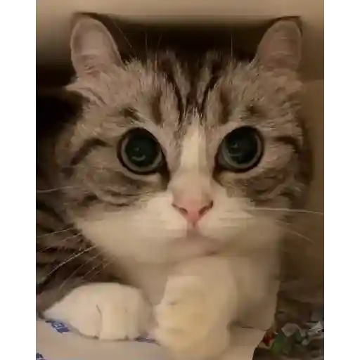 Gatos Gifs 16