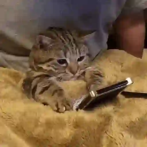Gatos tiernos❤️ 19