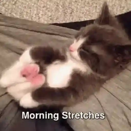 Gatos tiernos❤️ 7