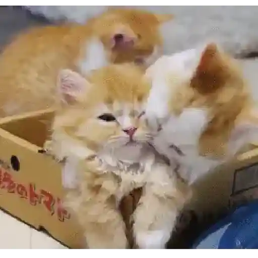 Gatos tiernos❤️ 5