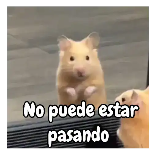 Ratita hámster Tik Tok 🐹🐭 5