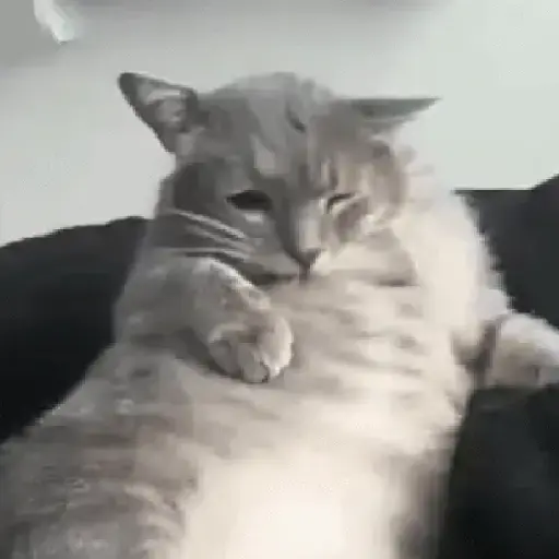 Gatos tiernos❤️ 3