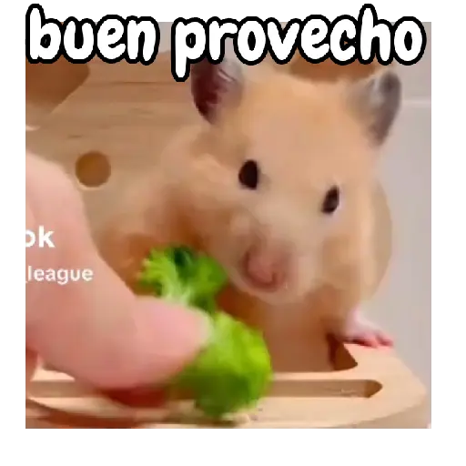 Ratita hámster Tik Tok 🐹🐭 1