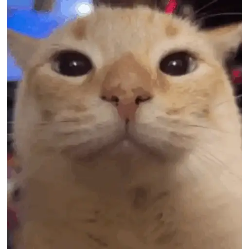 GATOS RANDOM - PARTE 21 30