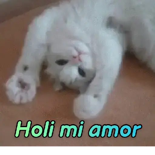Gatos tiernos❤️ 11