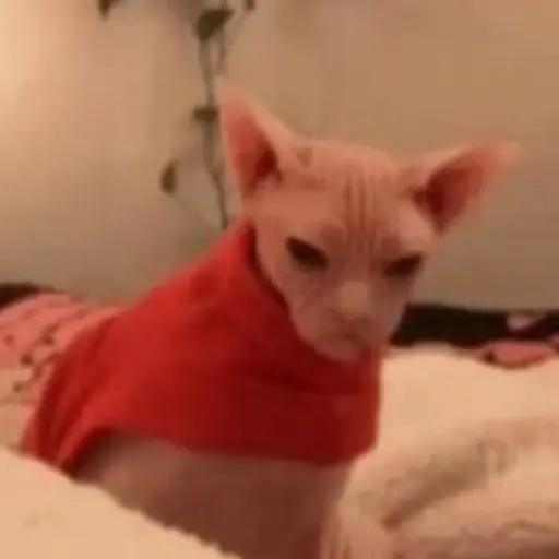 Gatos Gifs 3