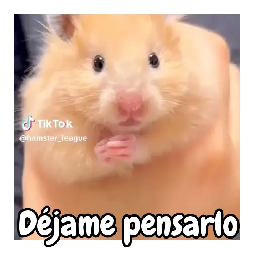 Ratita hámster Tik Tok 🐹🐭 11