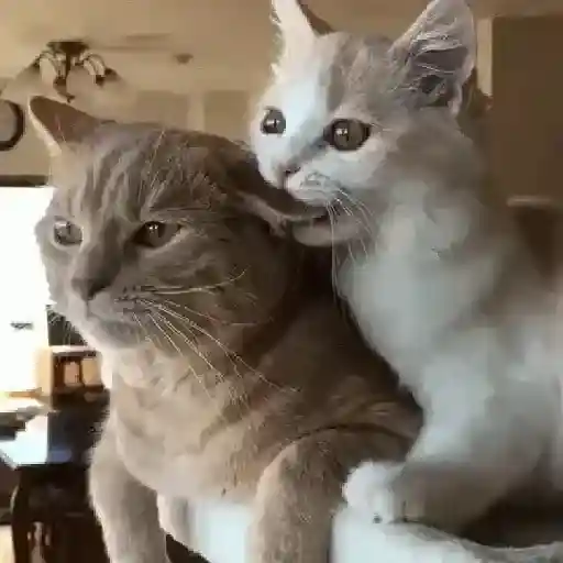 Gatos tiernos❤️ 18