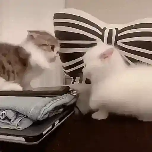 Cutee 4