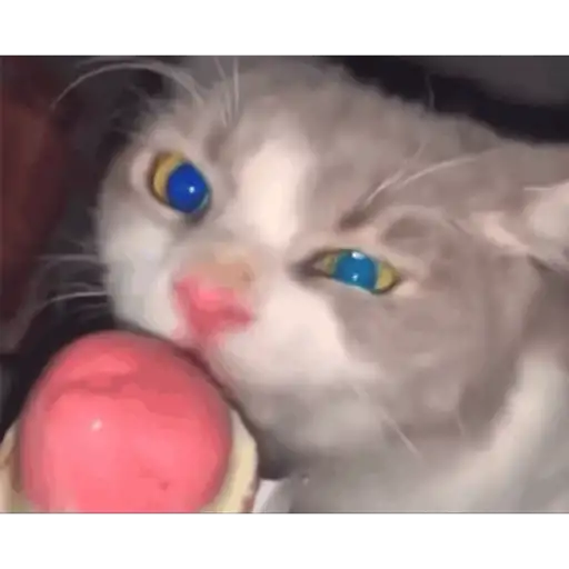 Krony’s Cat 15