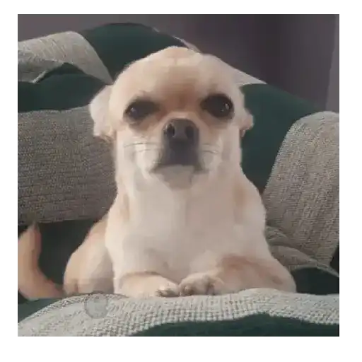 Perro loco pal chat 🐶🤪 3