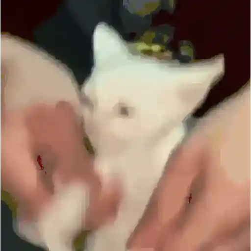 GATOS RANDOM - PARTE 21 1