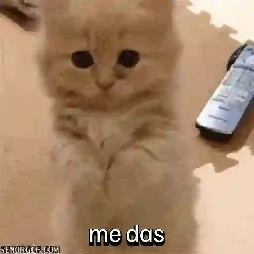 Gatos horny  6