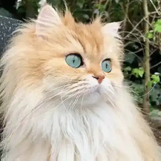 Gatos Gifs 20