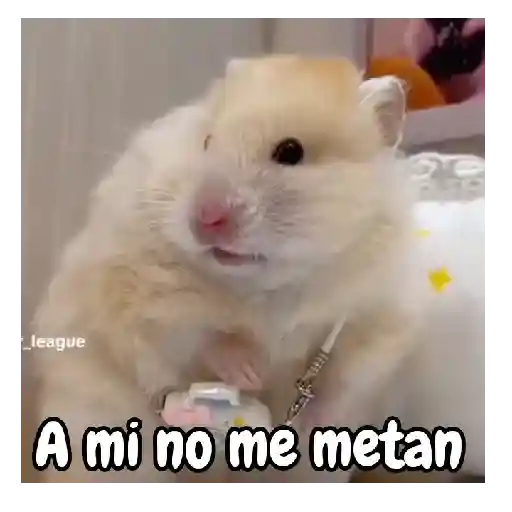 Ratita hámster Tik Tok 🐹🐭 8
